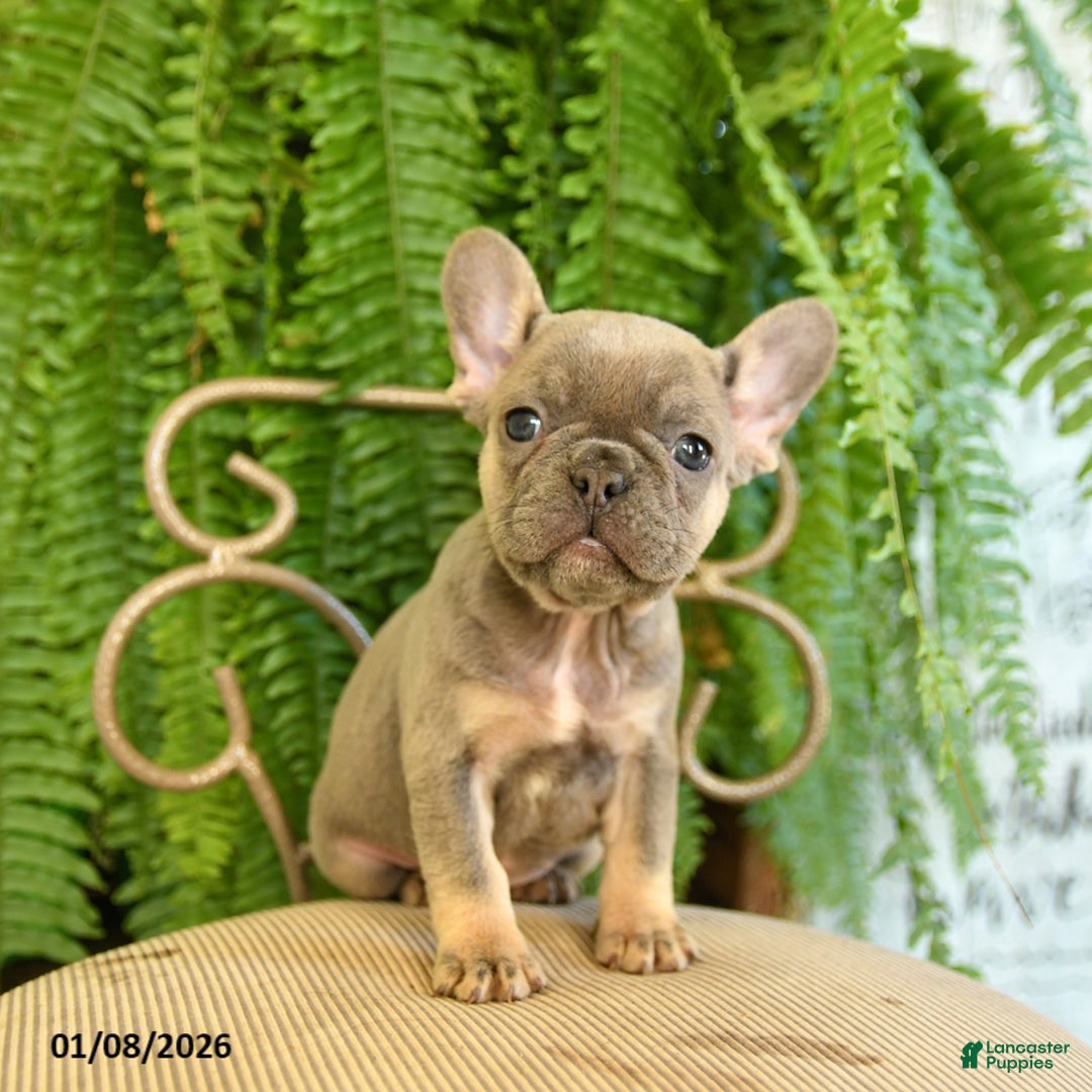 French Bulldog dogs for sale: Taffy - Ad 3