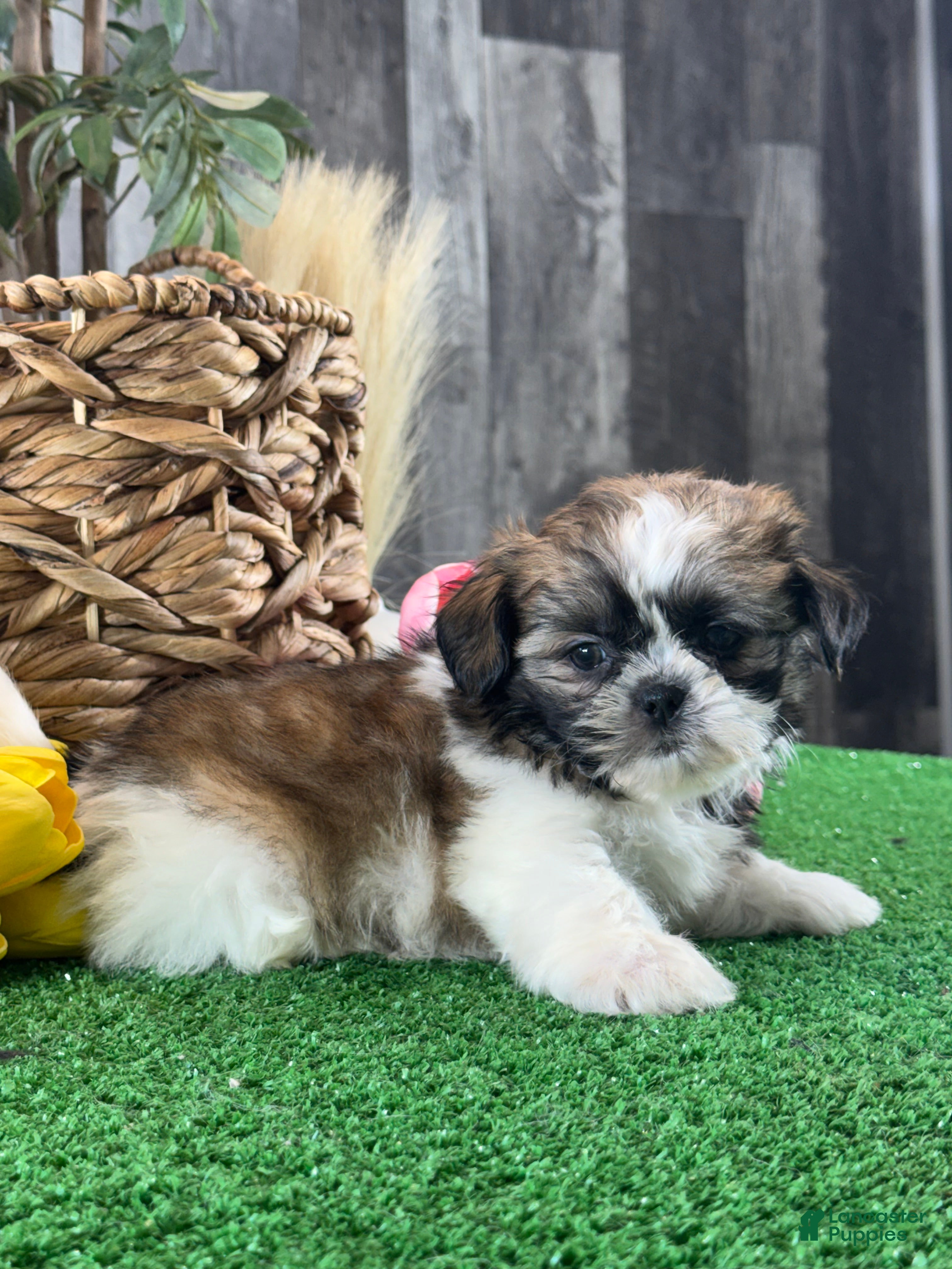 Shih Tzu dogs for sale: Skipper 🍔 - Ad 5