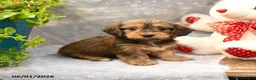 Dorkie dogs for sale: Pancake - Ad 2