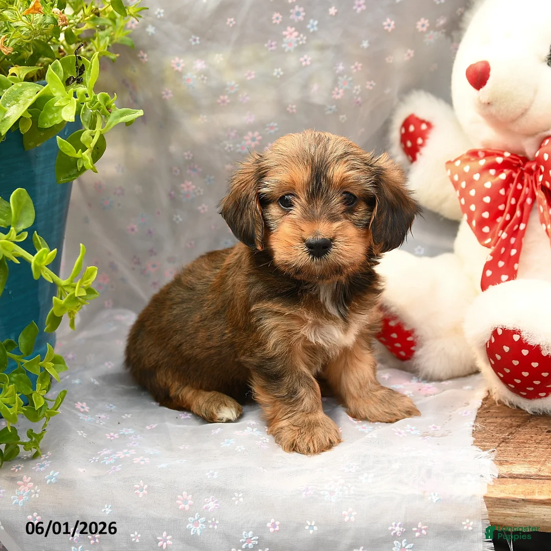 Dorkie dogs for sale: Pancake - Ad 2