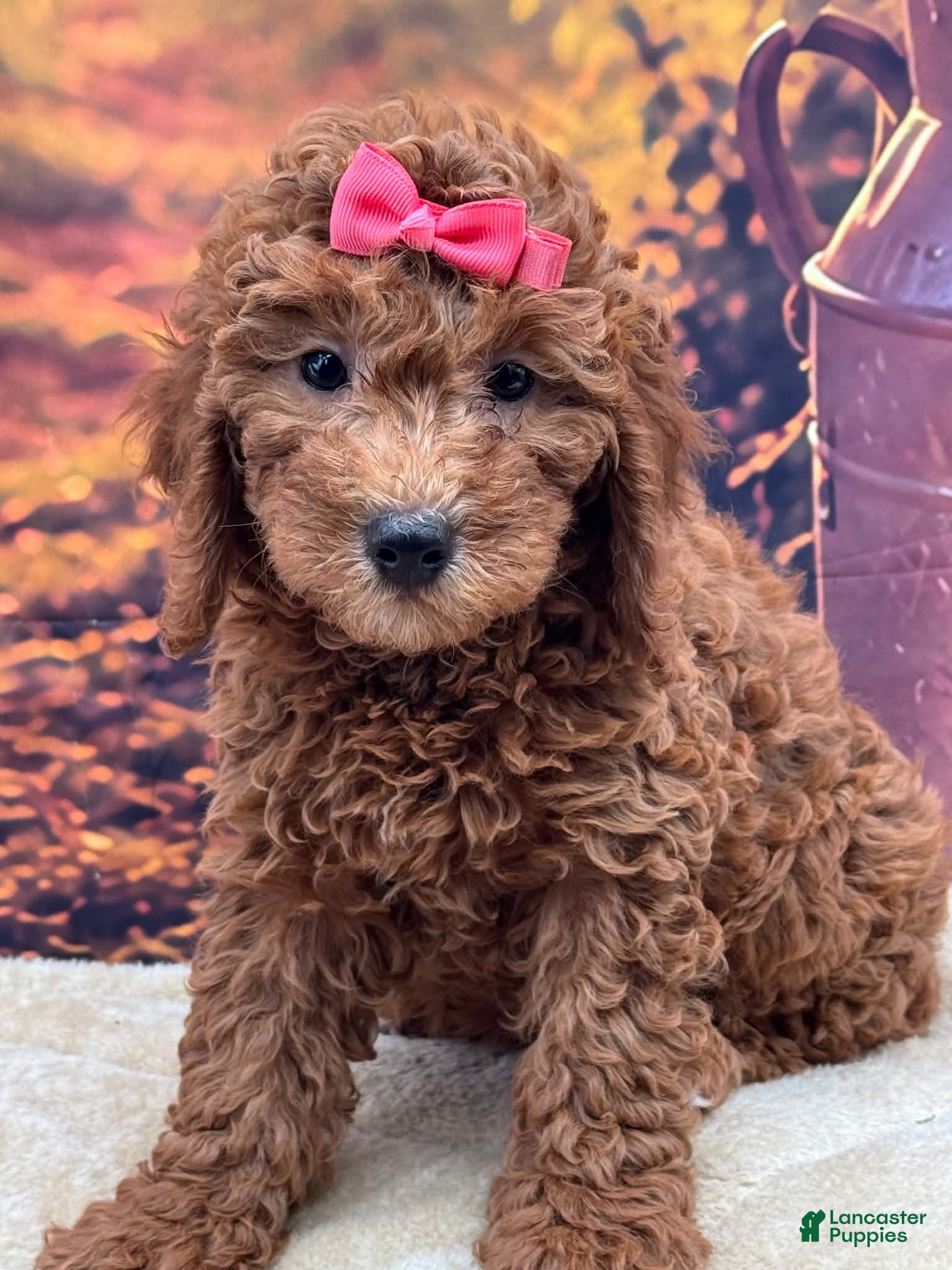 Miniature Poodle dogs Penny - Ad 32