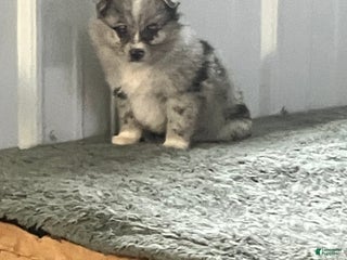 Mixed Breed dogs Jenny - Ad 13