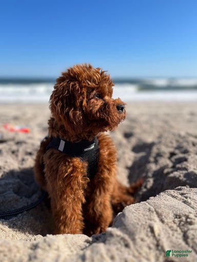 Gallery Image {{count}}