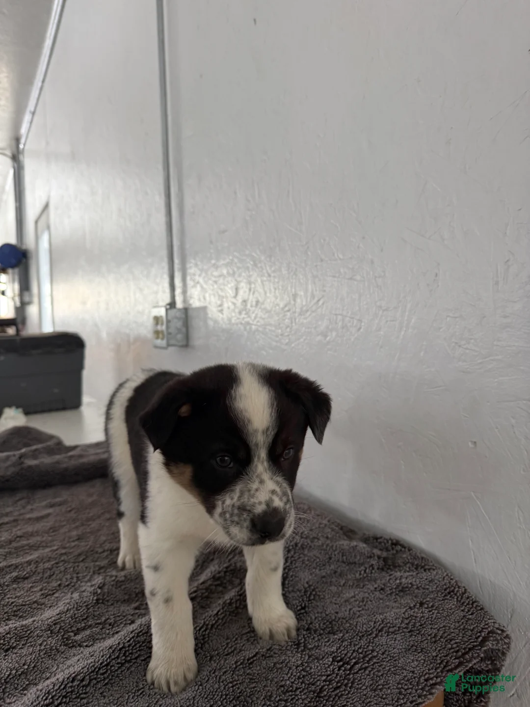 Mixed Breed dogs for sale: Oreo - Ad 6