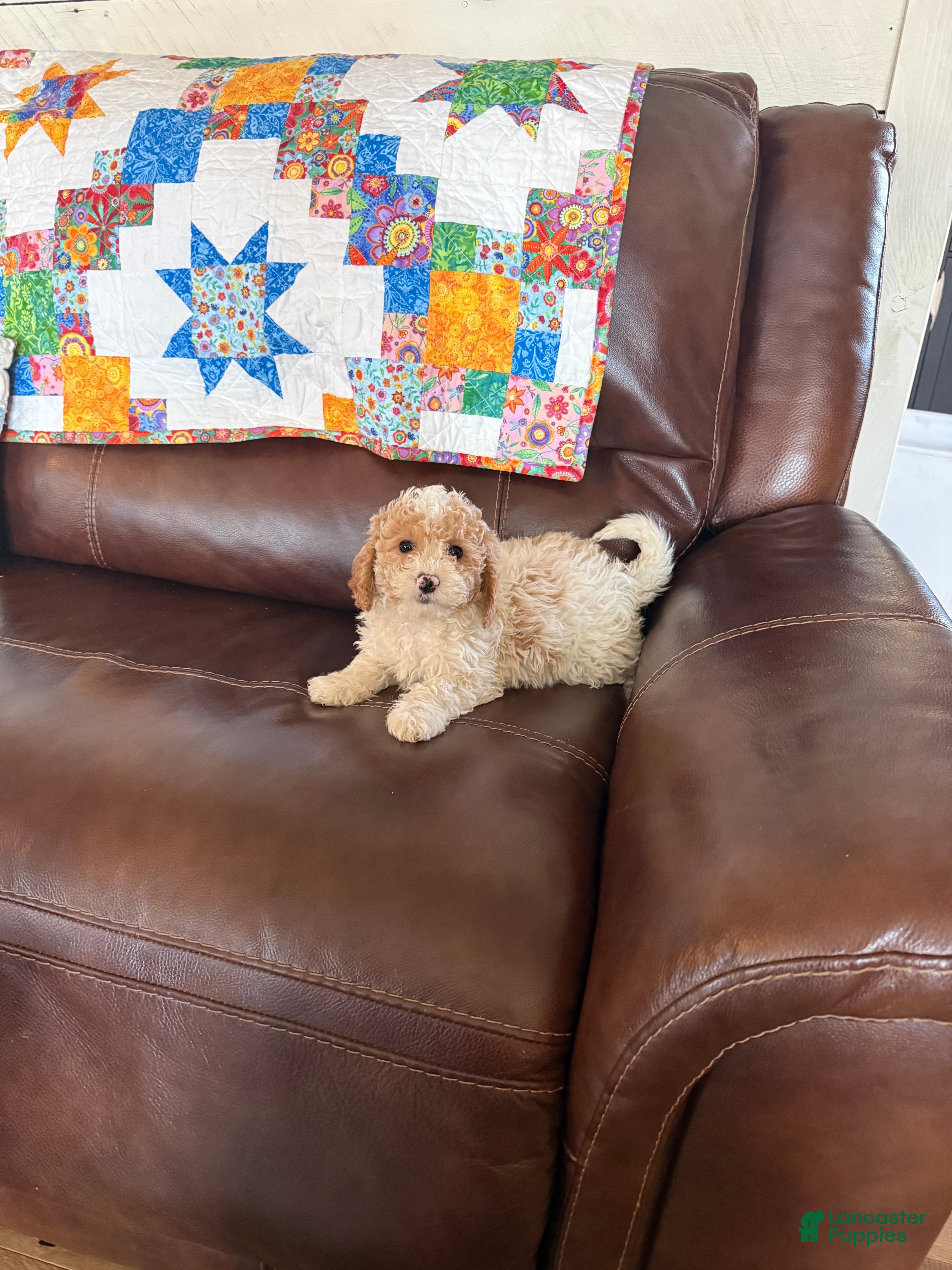 Cavapoo dogs Charlie - Ad 39