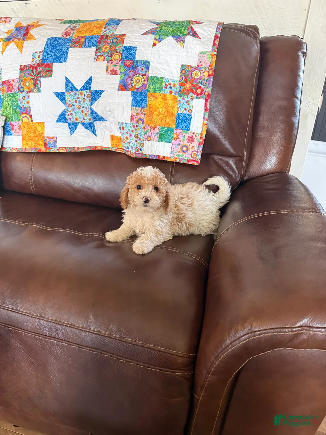 Cavapoo dogs for sale: Charlie - Ad 1