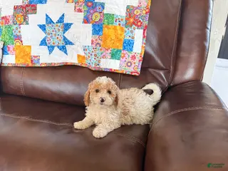 Cavapoo dogs Charlie - Ad 39