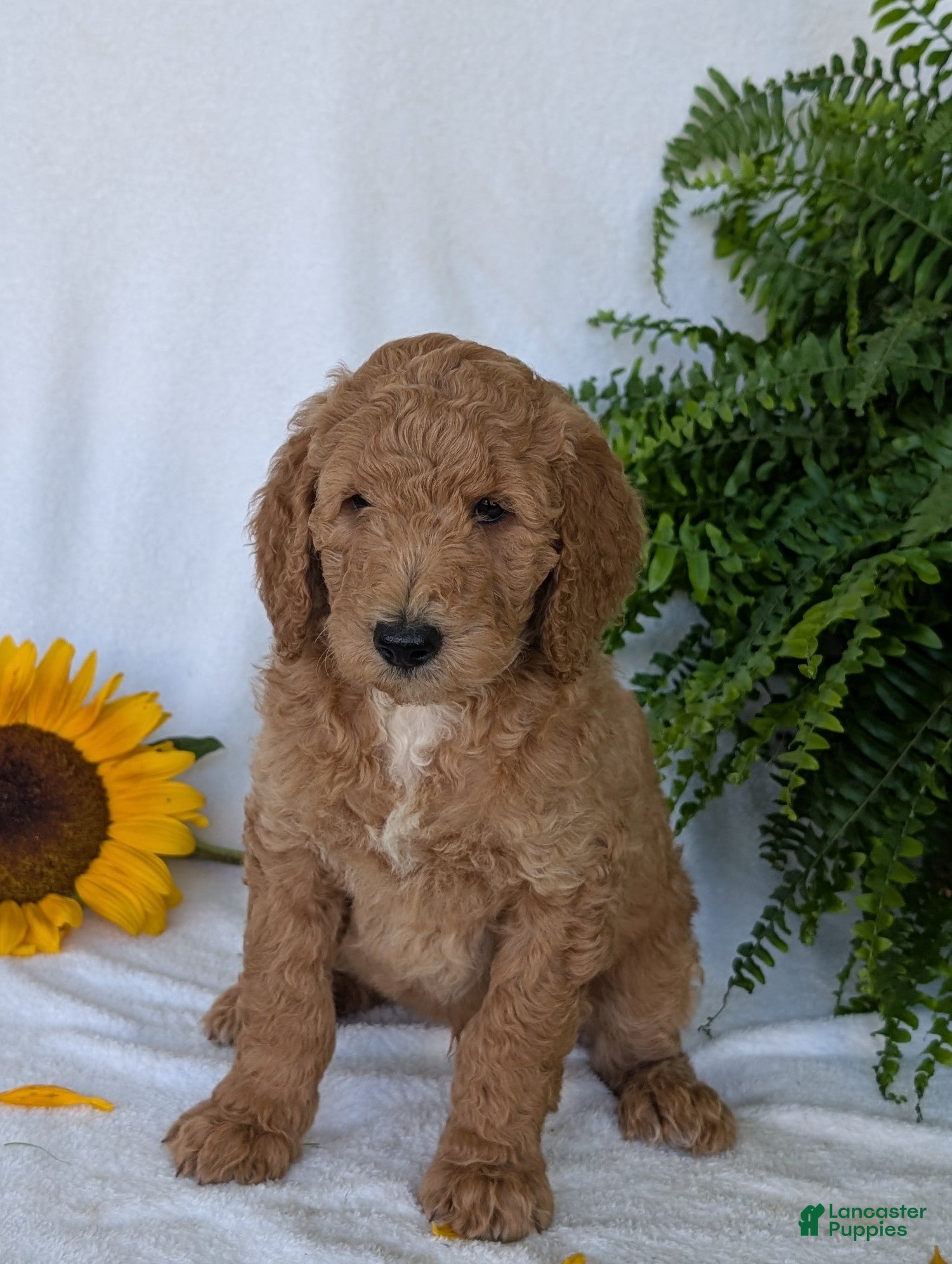 Goldendoodle dogs Pokie - Ad 1