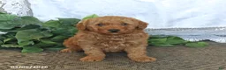 Mini Aussiedoodle dogs for sale: Teddy - Ad 4