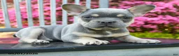 French Bulldog dogs for sale: Braxton - Ad 2