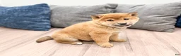 Shiba Inu dogs for sale: Champion - Ad 3