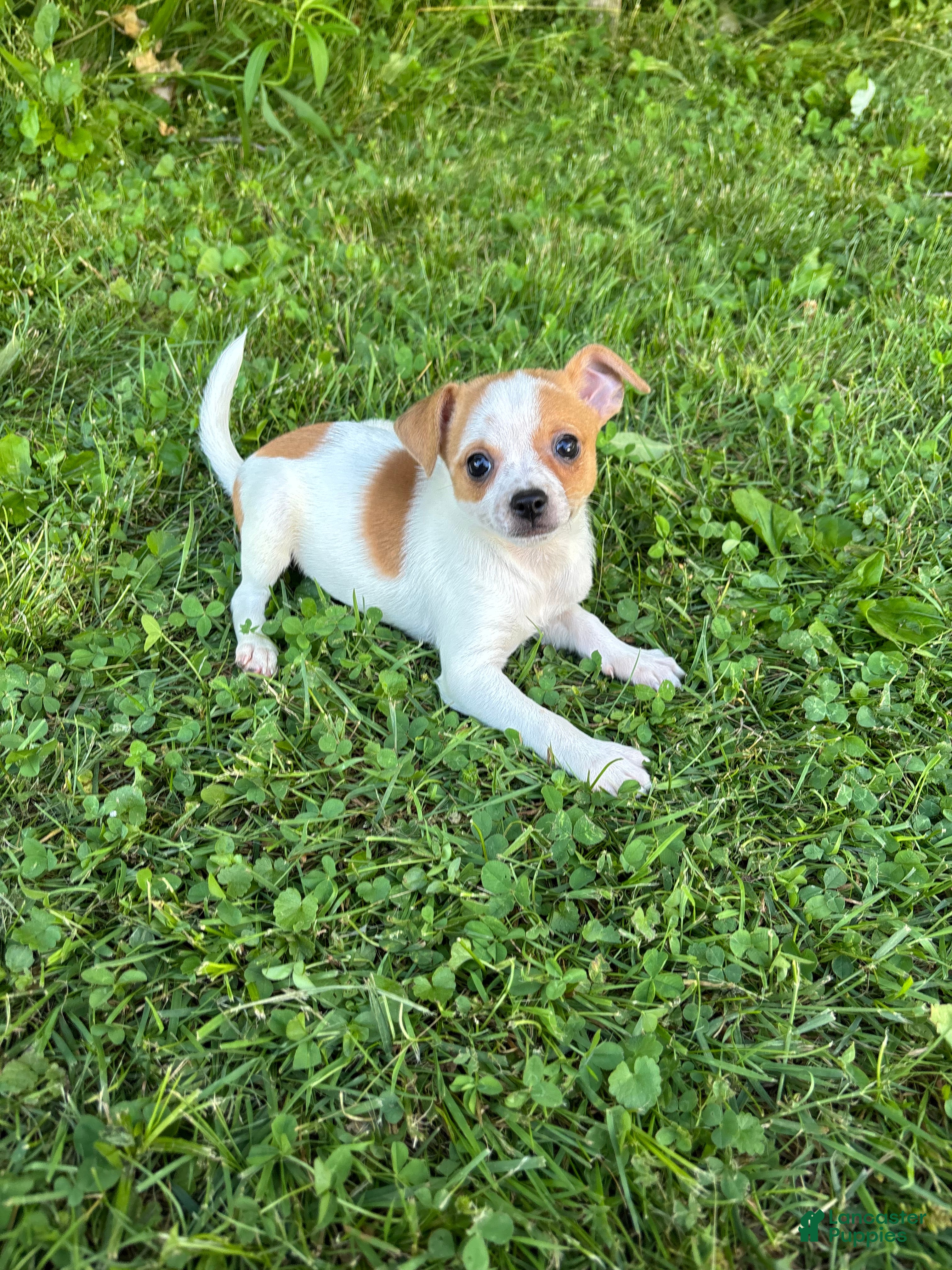 Chihuahua dogs Jemma  - Ad 1