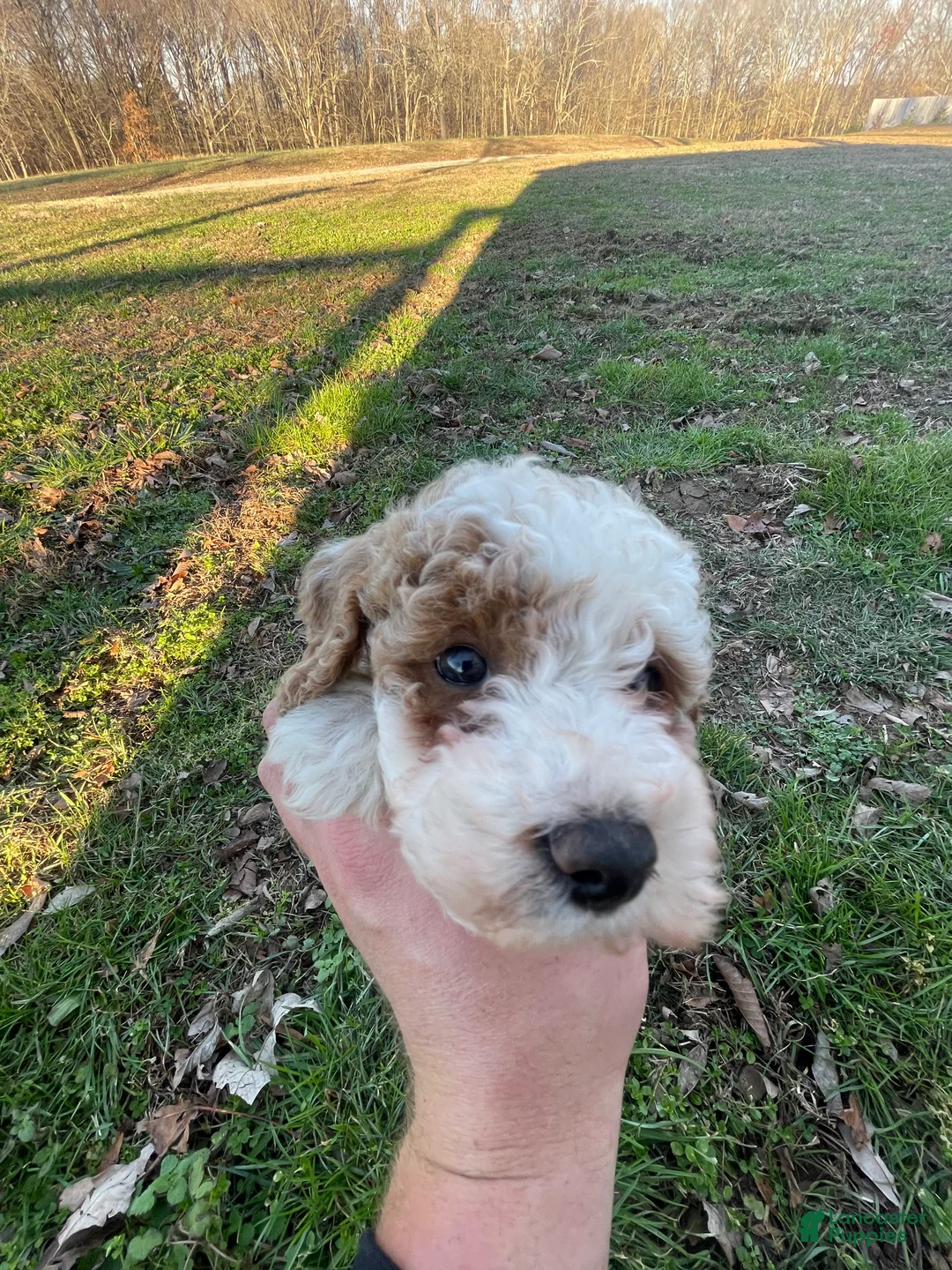 Mini Goldendoodle dogs for sale: Buddy (mini goldendoodle) - Ad 10