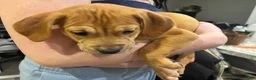 Mixed Breed dogs for sale: Nova  - Ad 10