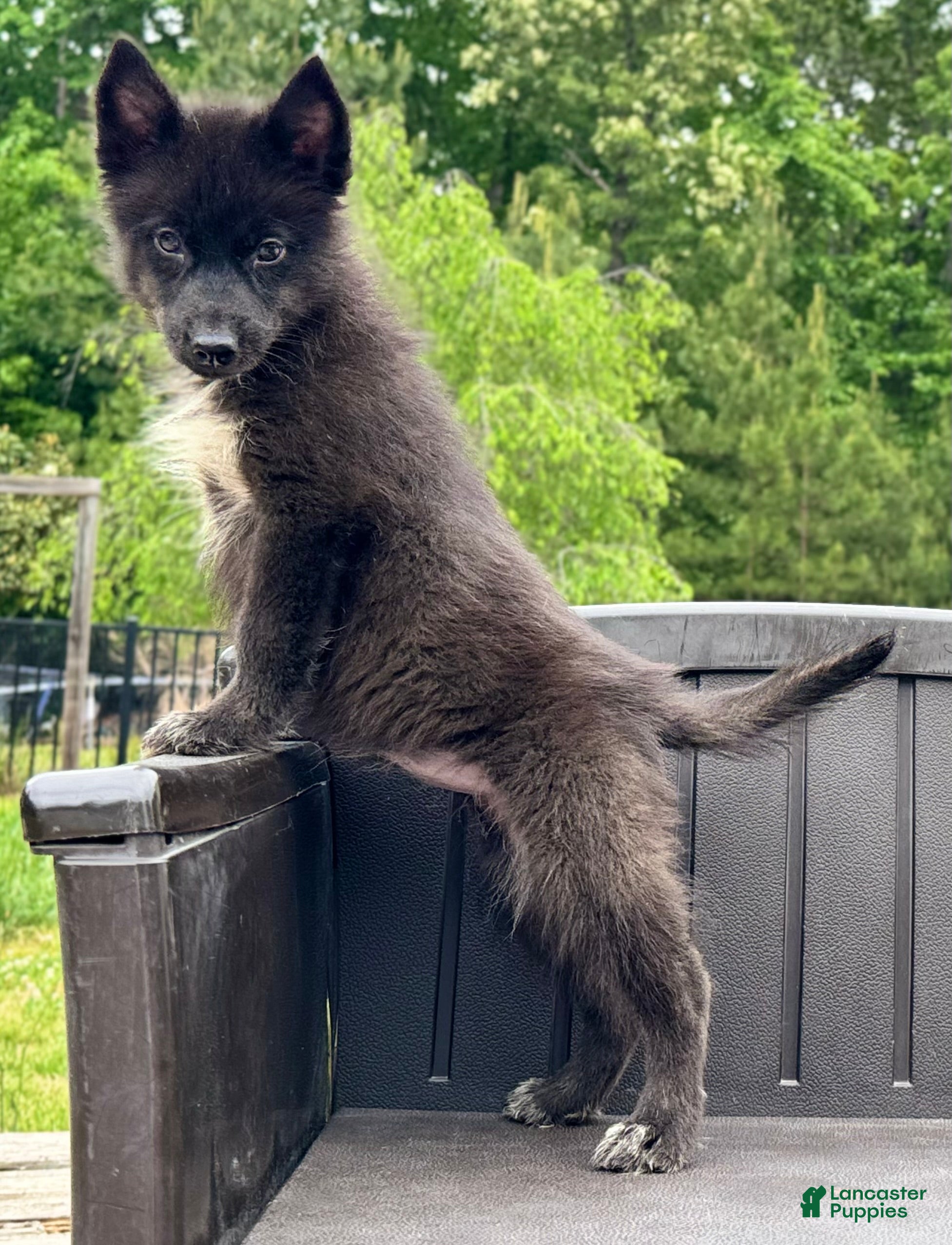 Siberian Husky dogs Raven - Ad 29