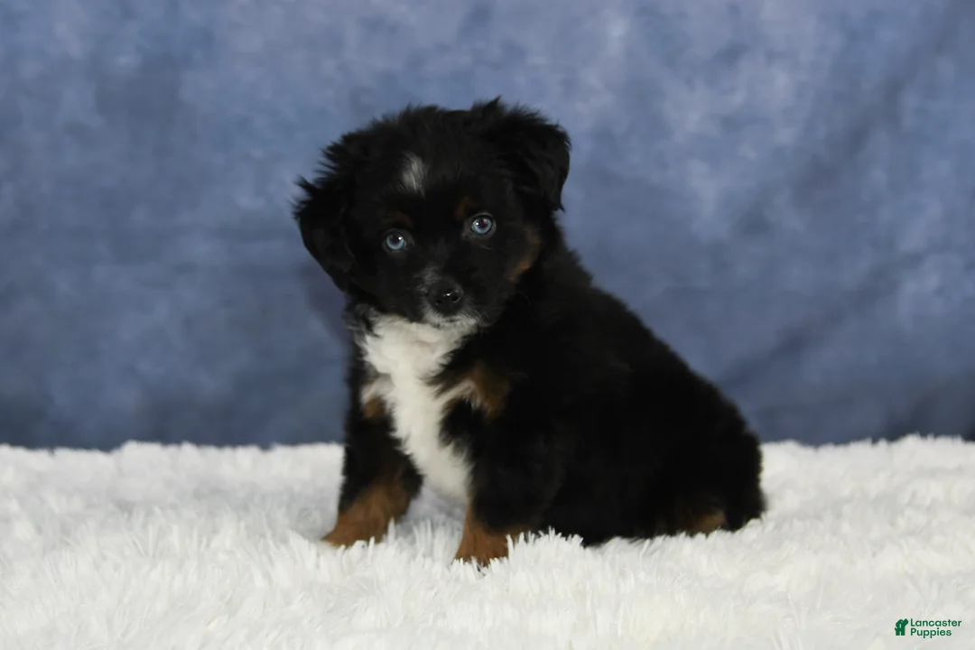 Toy Australian Shepherd dogs for sale: Banjo - Ad 16