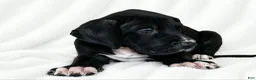 Great Dane dogs for sale: Cass  - Ad 3