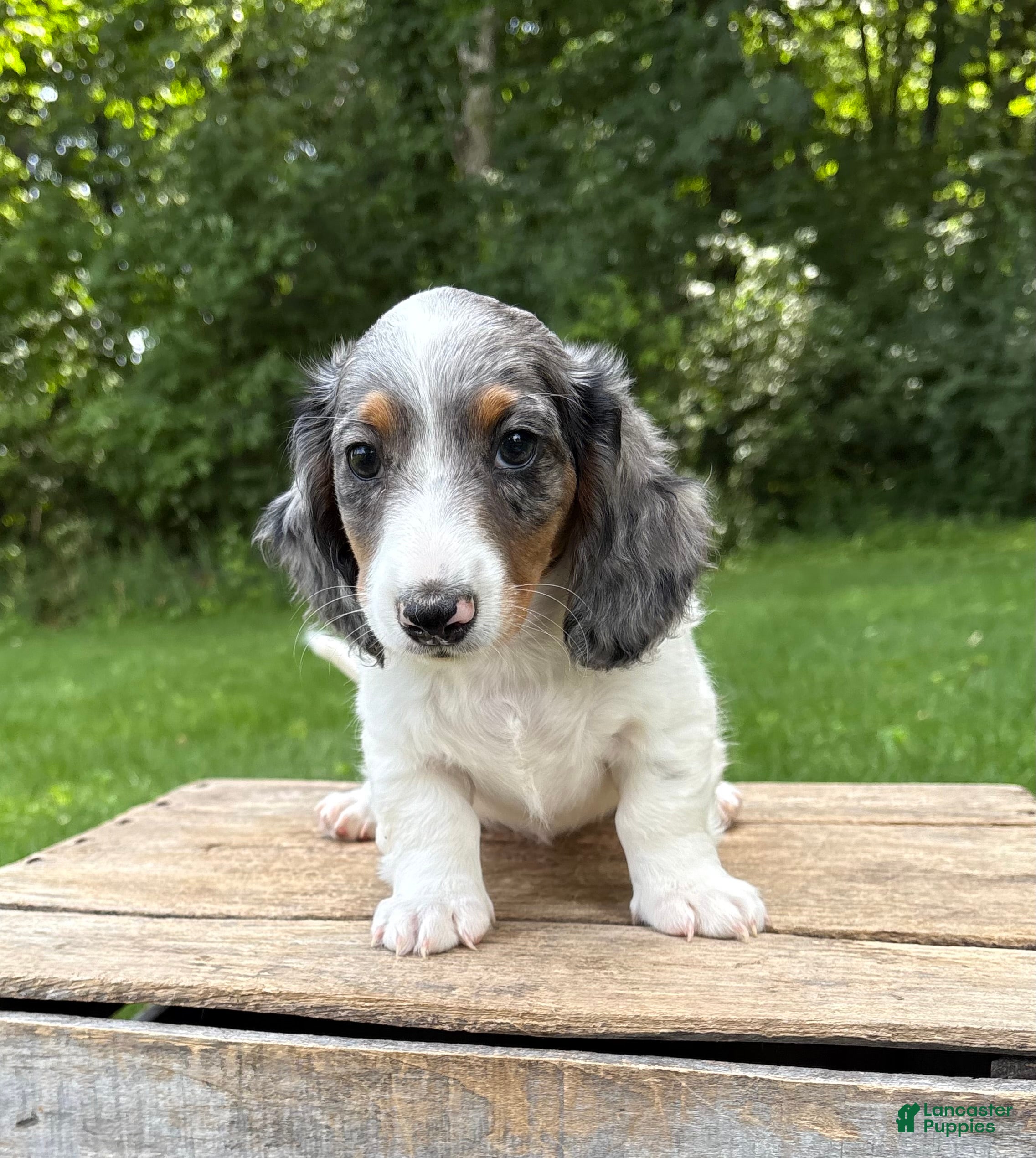 Miniature Dachshund dogs Ozzi - Ad 2