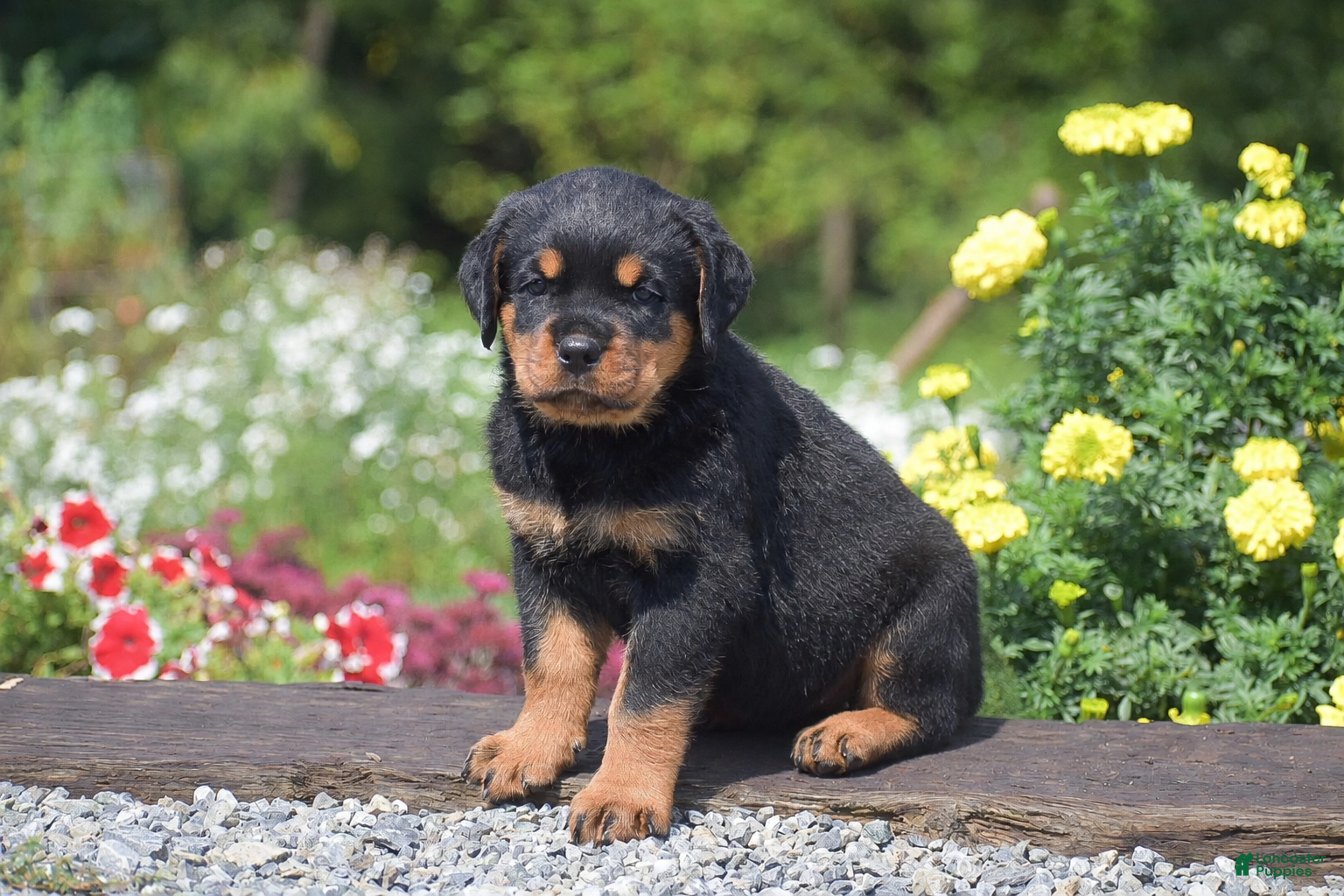 Rottweiler dogs Raven - Ad 2