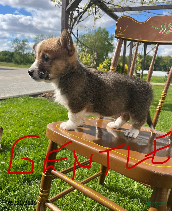 Welsh Corgi Pembroke dogs Gentle - Ad 2