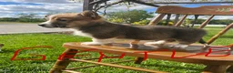 Welsh Corgi Pembroke dogs for sale: Gentle - Ad 2