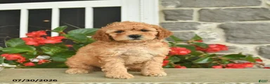 Heidi 