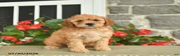 Miniature Poodle dogs for sale: Heidi  - Ad 1