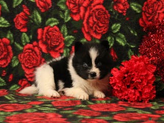 Pomsky dogs Drew - Ad 4