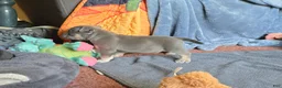 American Bully dogs for sale: Orien - Ad 2