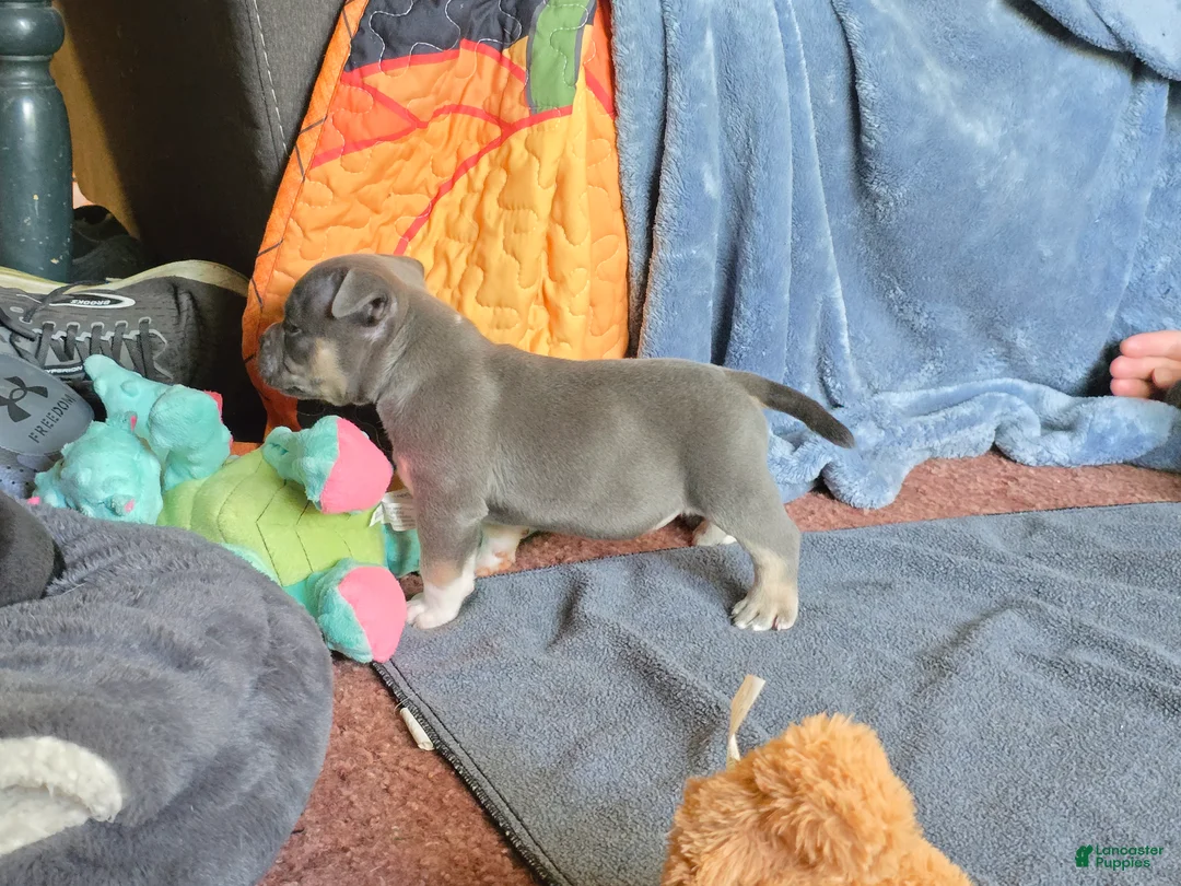American Bully dogs for sale: Orien - Ad 2