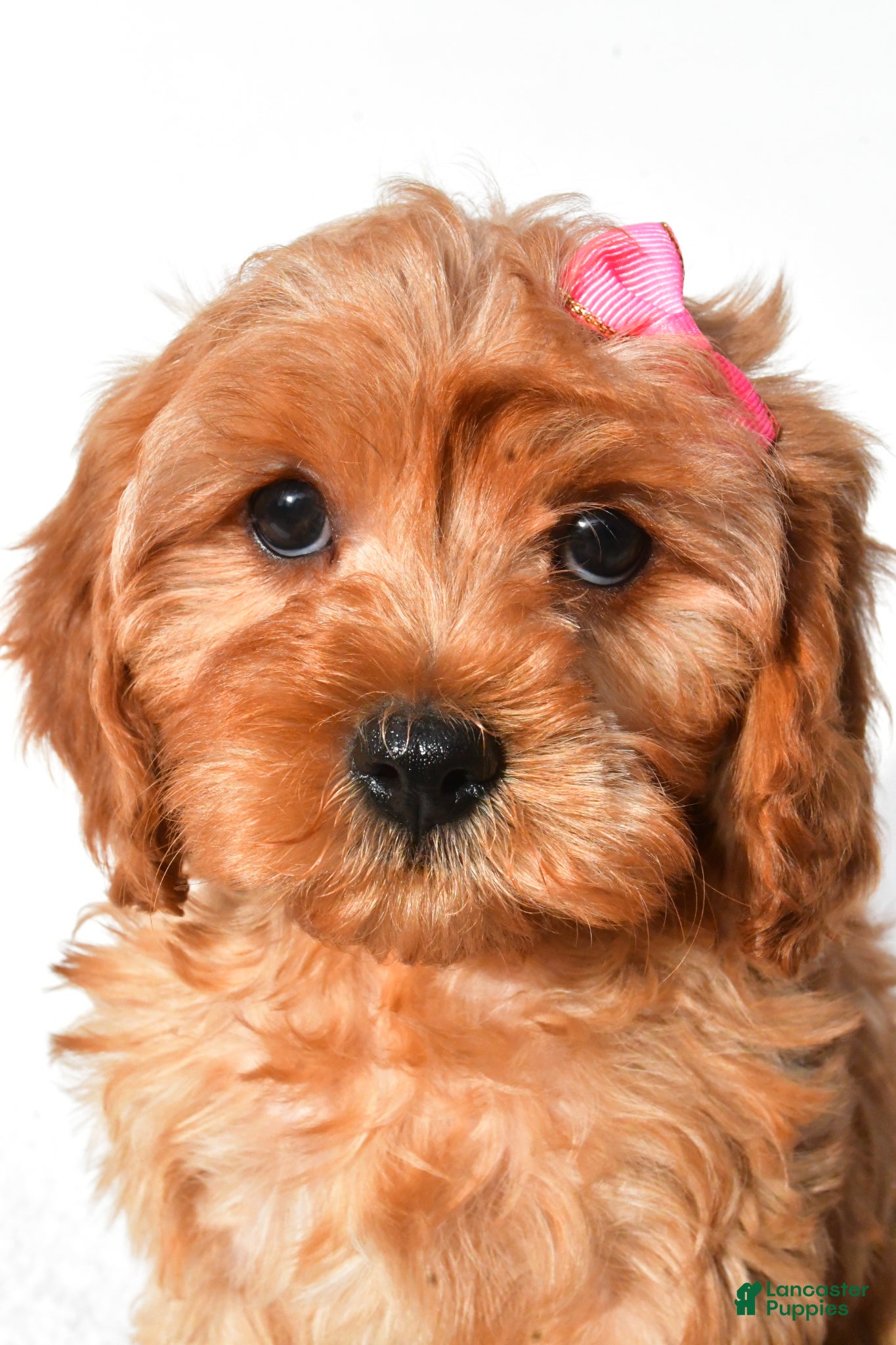 Cavapoo dogs Rosey - Ad 2