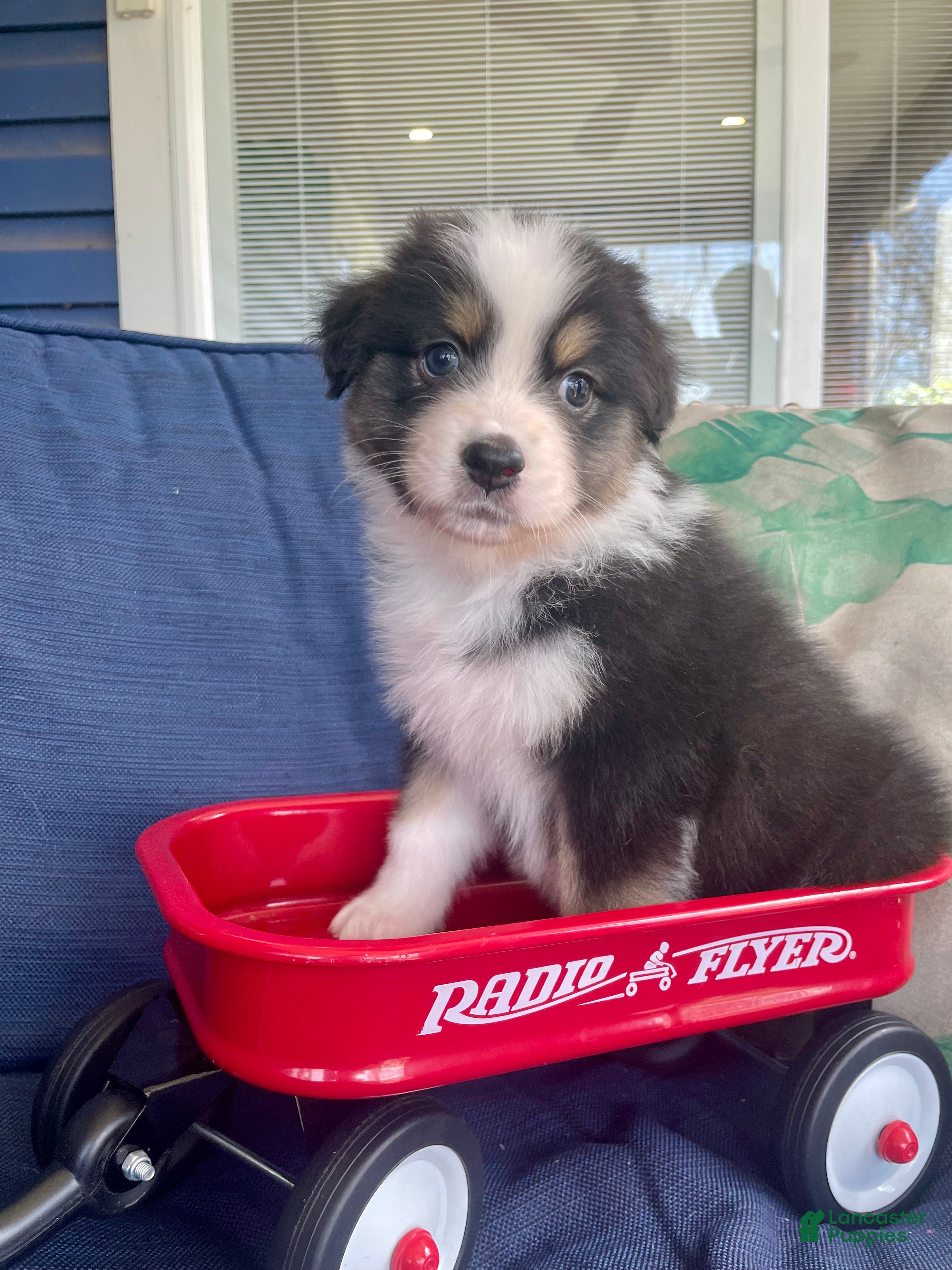 Australian Shepherd dogs Australian Shepherd- Chloe  - Ad 42