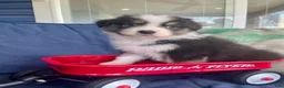 Australian Shepherd dogs for sale: Australian Shepherd- Chloe  - Ad 1