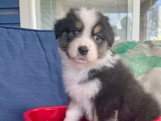 Australian Shepherd dogs Australian Shepherd- Chloe - Ad 42