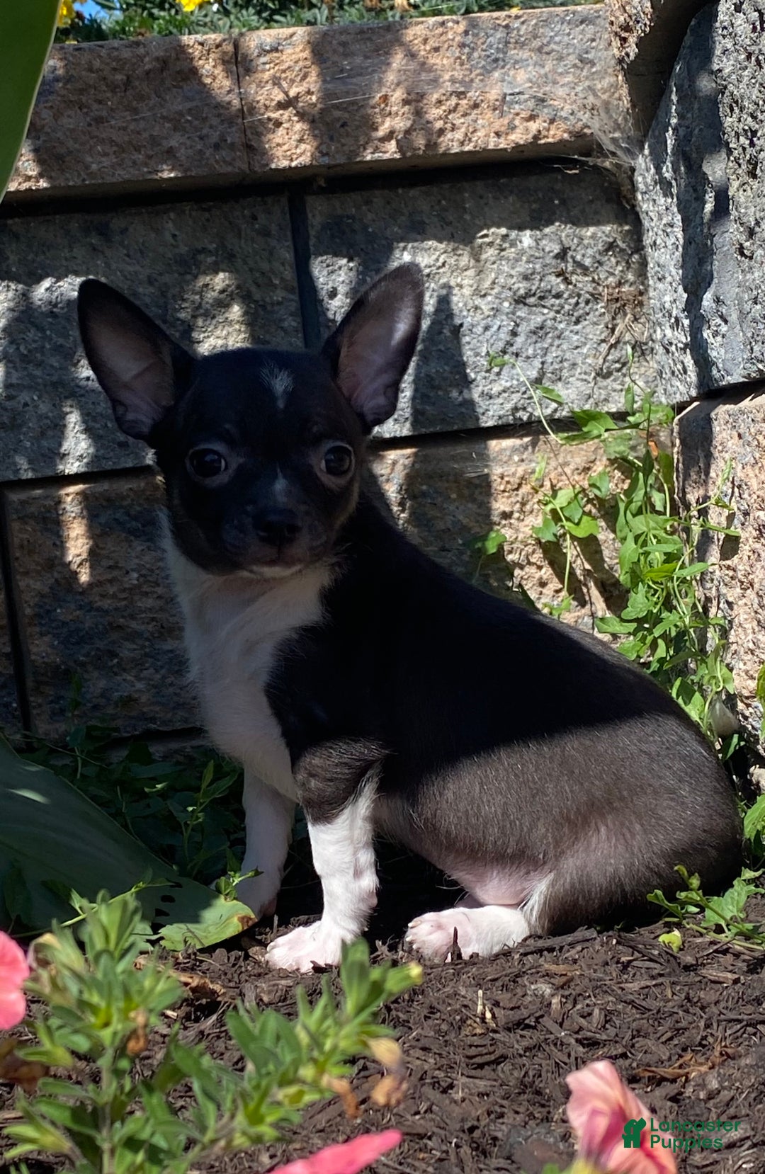 Chihuahua dogs for sale: Flanagan  - Ad 6
