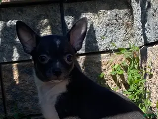 Chihuahua dogs Flanagan - Ad 32