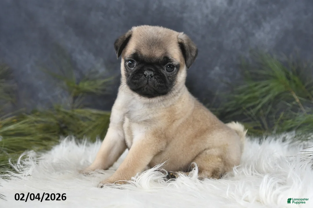 Pug dogs for sale: Dianna - Ad 2