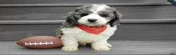 Cockapoo dogs for sale: Spot - Ad 6