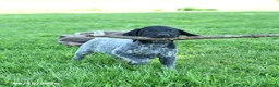 German Shorthaired Pointer dogs for sale: Royal - Ad 3