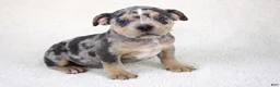 American Bully dogs for sale: Blue Tri Merle Female - Ad 5