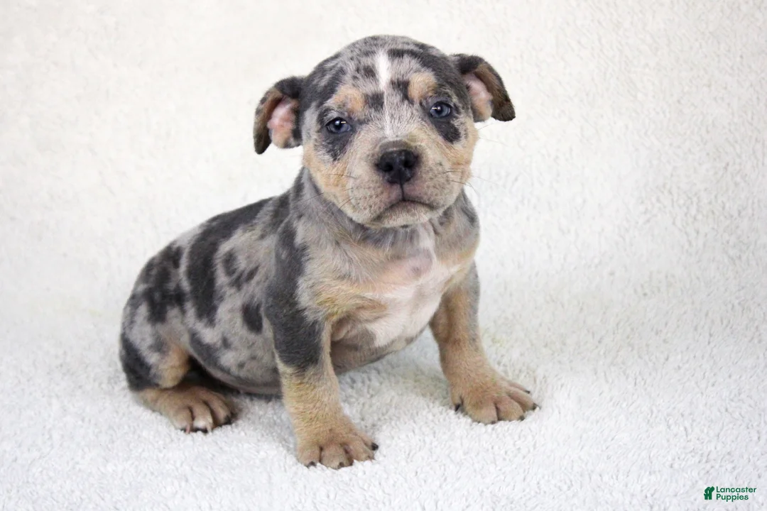 American Bully dogs for sale: Blue Tri Merle Female - Ad 5