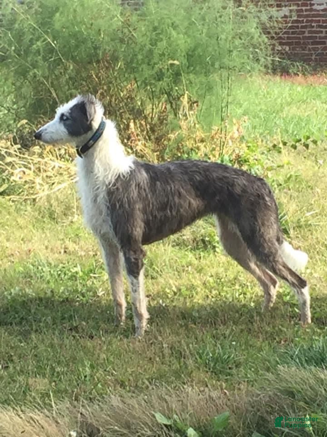 Gallery Image {{count}}