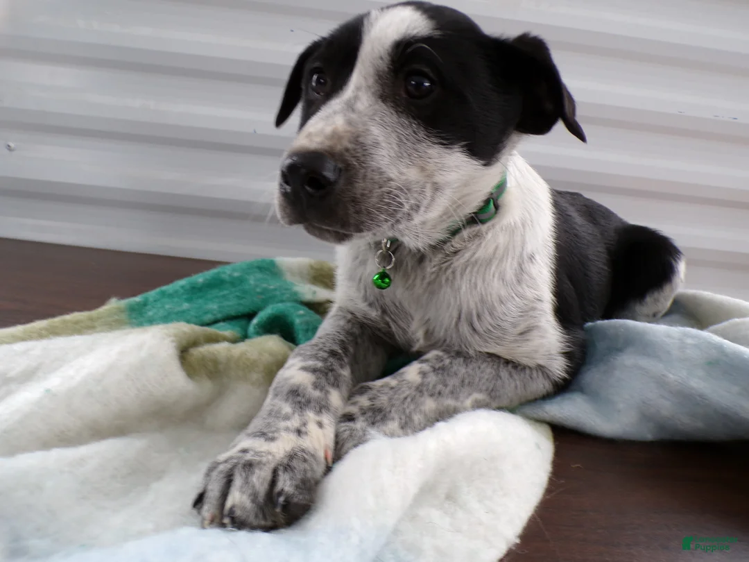 Border Terrier dogs for sale: Border Terrier Puppy 1 MARTY - Ad 1