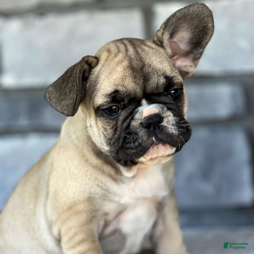 French Bulldog dogs for sale: Niko - Ad 5