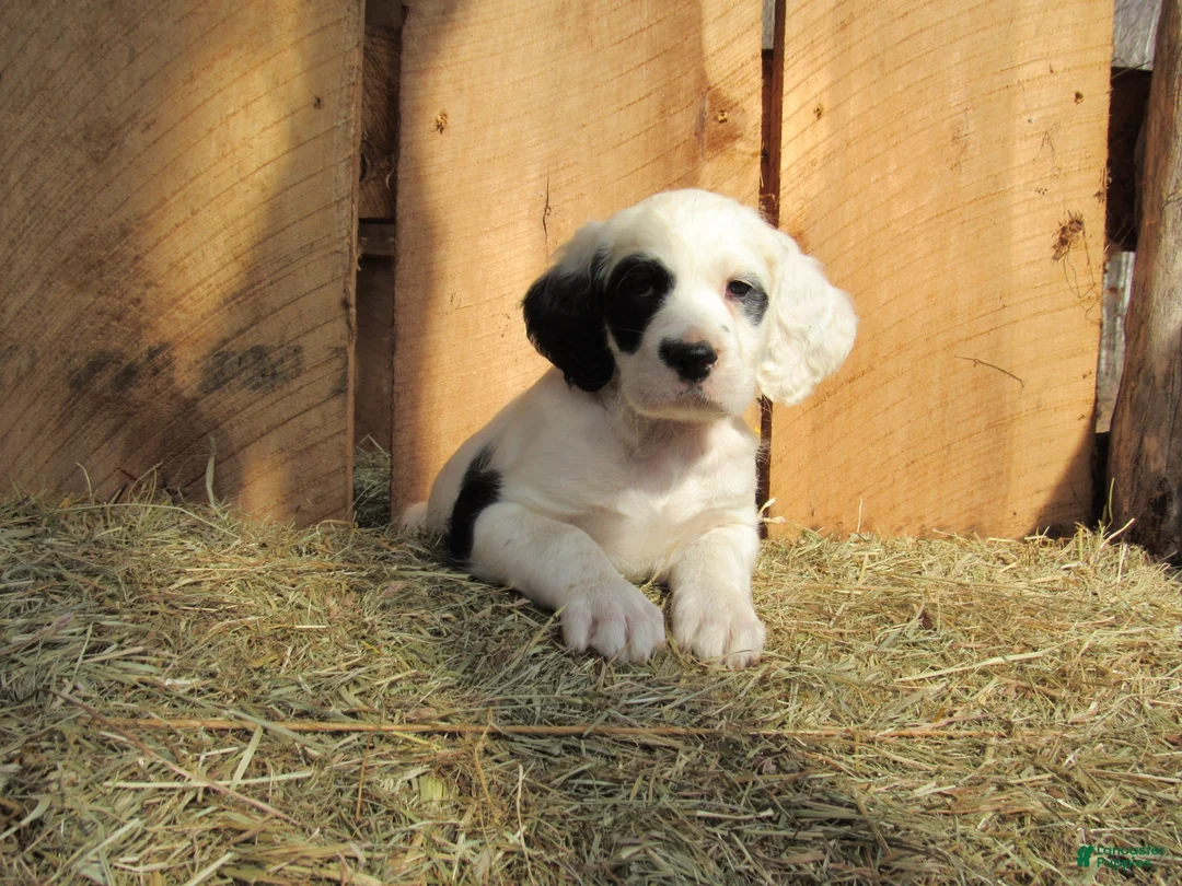 English Setter dogs for sale: Ruger - Ad 2