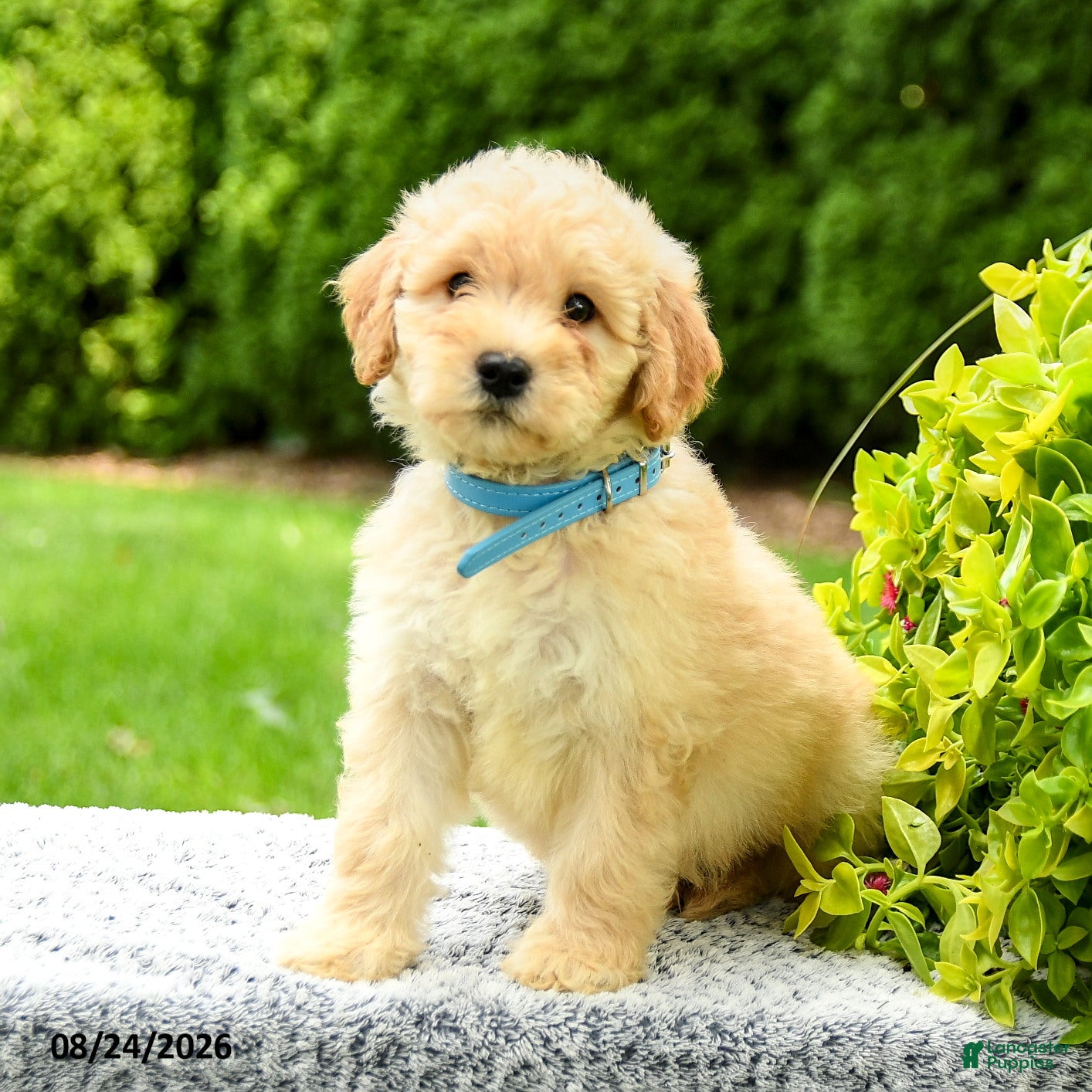Mini Goldendoodle dogs Hayden - Ad 2