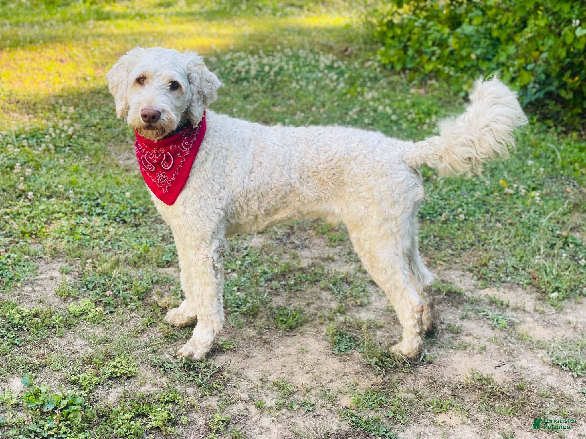 Goldendoodle dogs Priceless Beacon - Ad 5