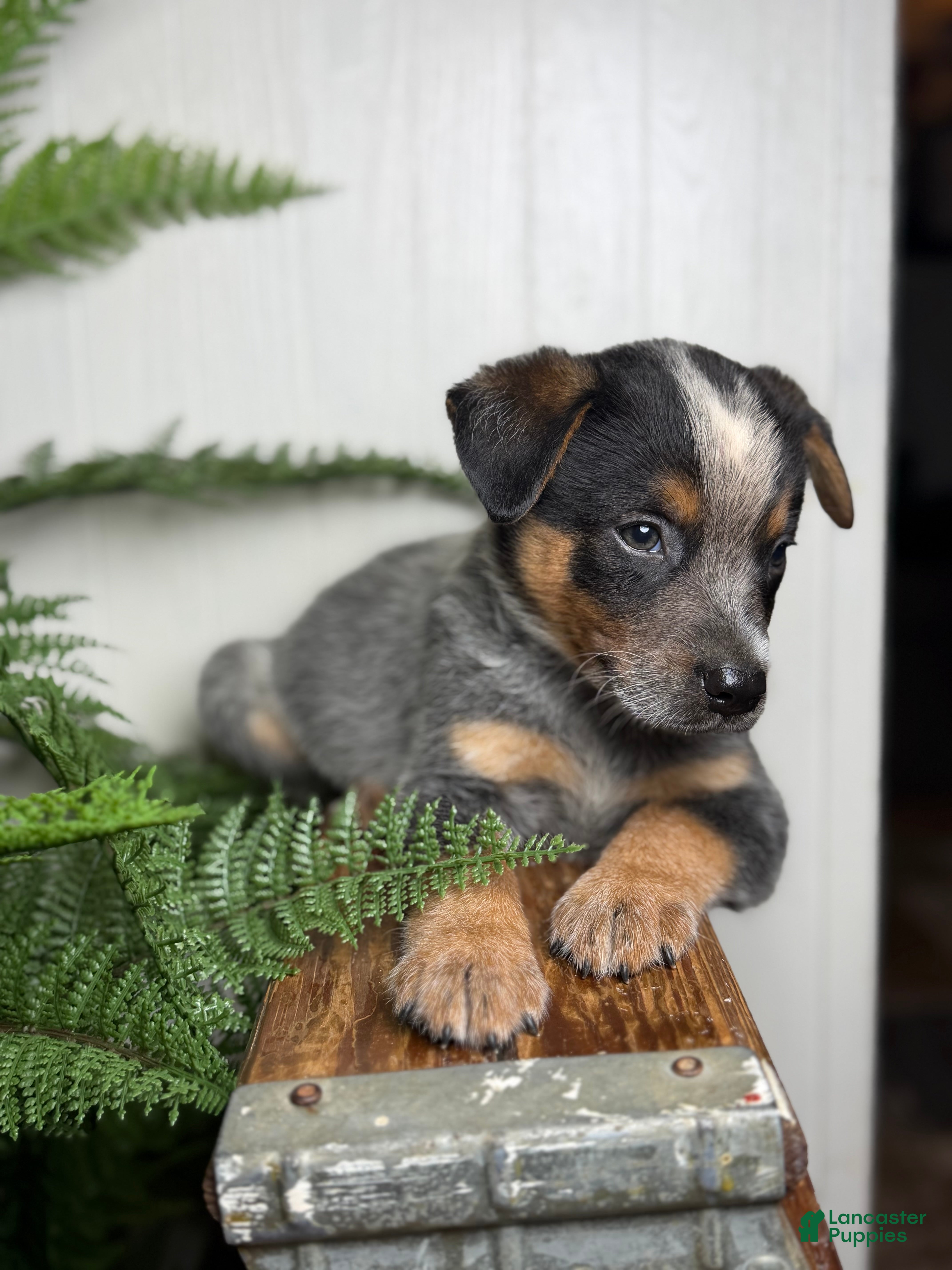 Australian Cattle Dog dogs Sage - Ad 2