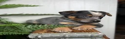 Australian Cattle Dog dogs for sale: Sage - Ad 2