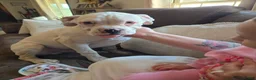 Boxer dogs for sale: Sam - Ad 2